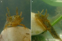 Triturus cristatus