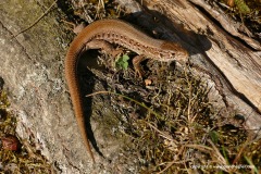 Lacerta agilis