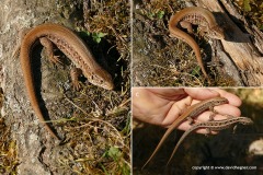 Lacerta agilis