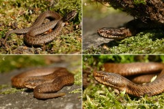 Vipera berus