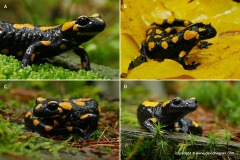 Salamandra salamandra