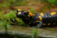 Salamandra salamandra