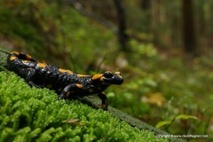 Salamandra salamandra