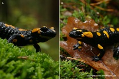 Salamandra salamandra