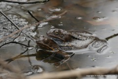 Rana temporaria