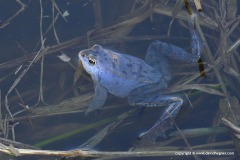 Rana arvalis