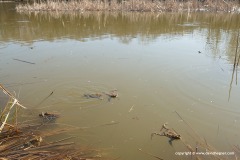Bufo bufo