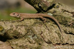 Lacerta agilis