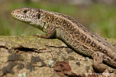 Lacerta agilis