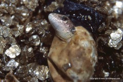 Lacerta agilis