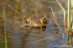 Bufo bufo