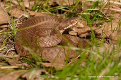 Vipera berus