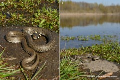 Natrix natrix