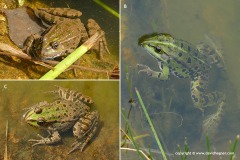 Pelophylax sp.