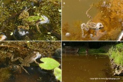 Pelophylax sp.