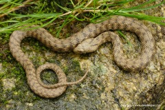 Natrix tessellata