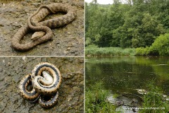 Natrix tessellata