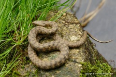 Natrix tessellata