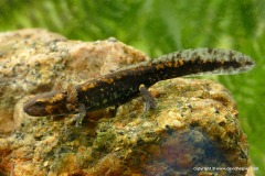 Salamandra salamandra