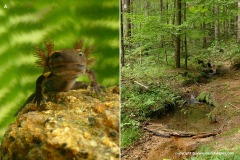 Salamandra salamandra