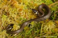 Natrix natrix