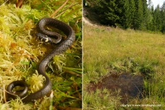 Natrix natrix