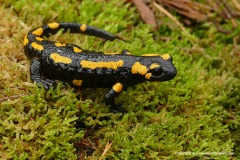 Salamandra salamandra