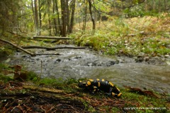 Salamandra salamandra