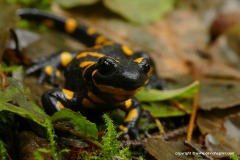 Salamandra salamandra