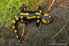 Salamandra salamandra