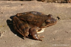 Rana dalmatina