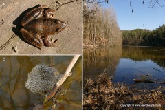 Rana dalmatina
