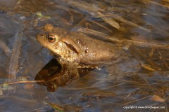 Bufo bufo