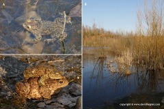Bufo bufo