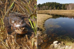 Rana temporaria