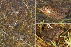 Rana temporaria