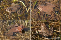 Rana temporaria