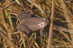 Rana temporaria