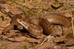 Vipera berus