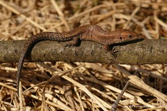 Zootoca vivipara