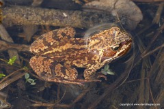Rana temporaria