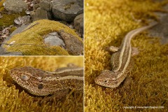 Lacerta agilis