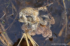 Bufo bufo