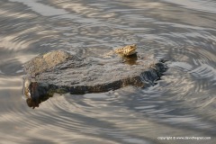 Bufo bufo