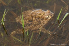 Bufo bufo