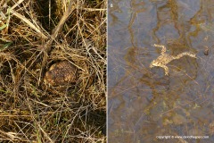 Bufo bufo