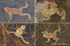 Bufo bufo