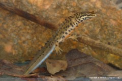 Lissotriton vulgaris