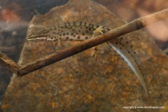 Lissotriton vulgaris