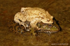 Bufo bufo | Pelophylax ridibundus